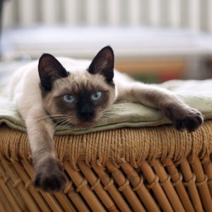 Tests ADN de chat